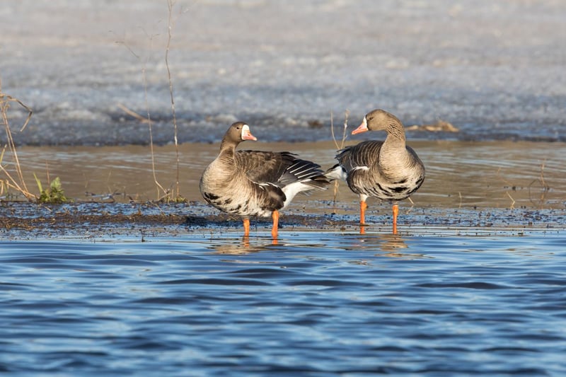 Distinct flocks of two races of white-fronted goose arrive in coastal areas of Scotland during the winter - the first from Siberia and the second from Greenland.