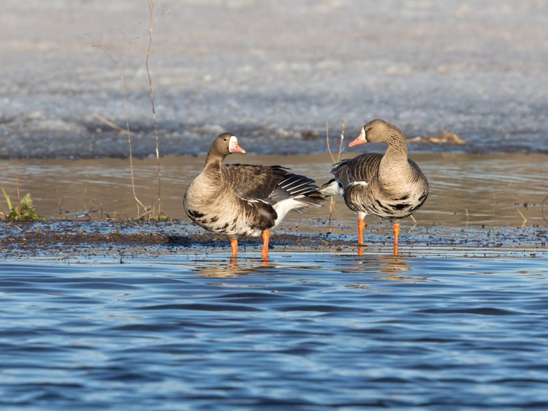 Distinct flocks of two races of white-fronted goose arrive in coastal areas of Scotland during the winter - the first from Siberia and the second from Greenland.