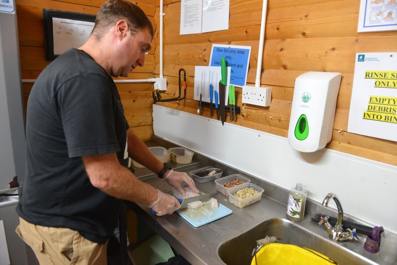 Reporter Neil Fatkin preparing a fishy dish for the centre's resident family of otters