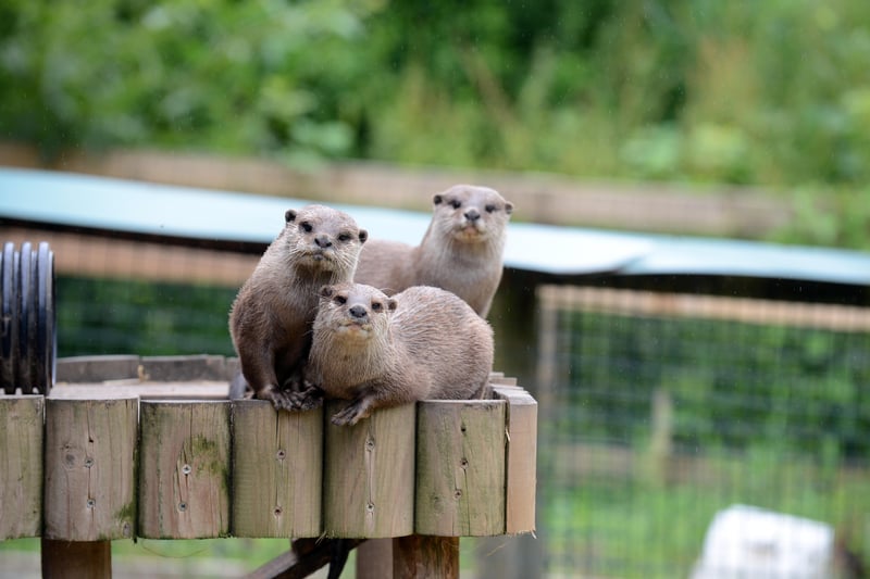 The Wetland Centre's family of otters, Mimi, Musa and their son Buster, waiting eagerly for their dinner.