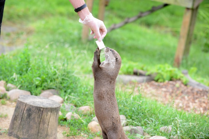 One of the otters takes their food.