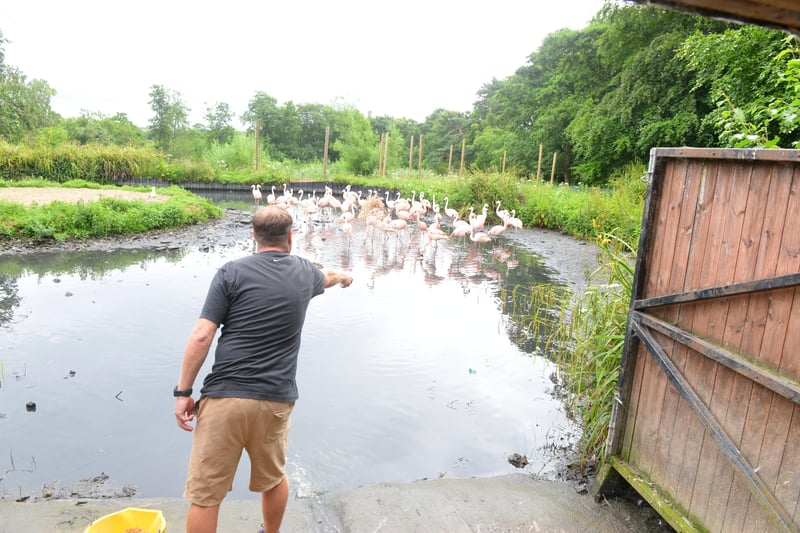 Reporter Neil Fatkin feeding the Chilean flamingos.