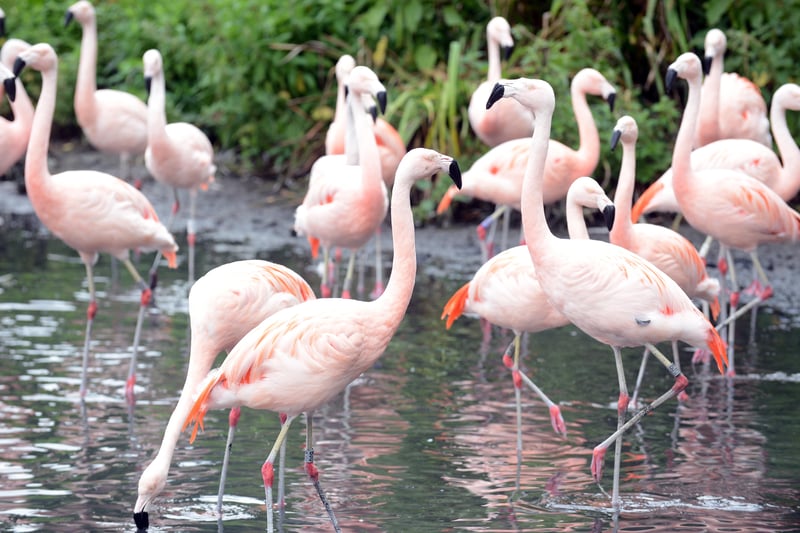 The flamingos filtering out their food.