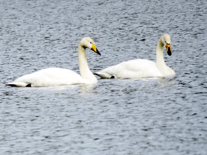 Easily distinguished from the mute swan by its yellow - rather than orange - beak, the whooper swan breeds in very small numbers in Scotland. The majority that are seen in estuaries and wetlands are winter visitors, arriving in October and leaving in April.