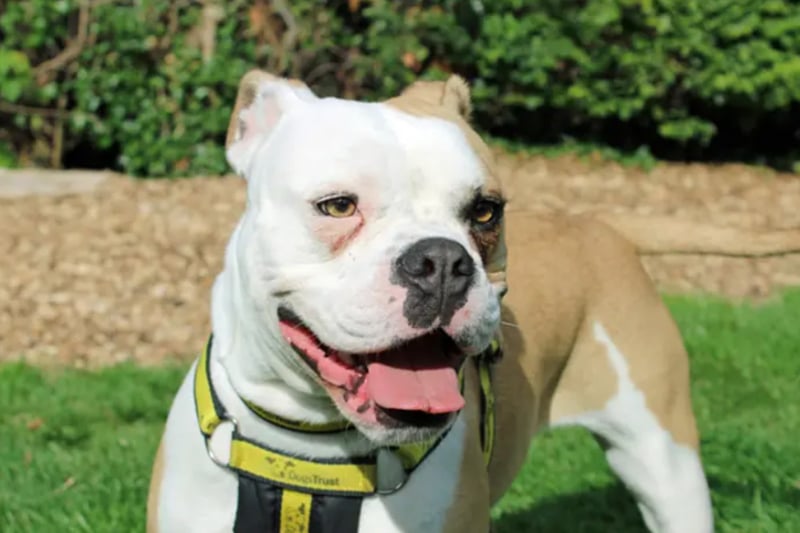 June is a Staffordshire Bull cross, who likes to be close to her favourite people. She is very nervous and can’t live with other pets, but can live with kids over the age of ten.
