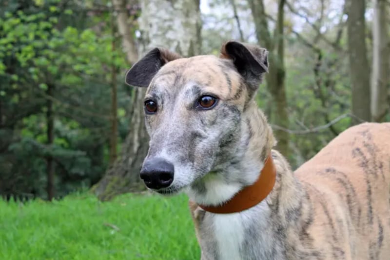 Nora is a Greyhound who can live with other medium to large dogs but nothing smaller and no other animals. She has no experience of being around children but should be fine with kids of high school age.