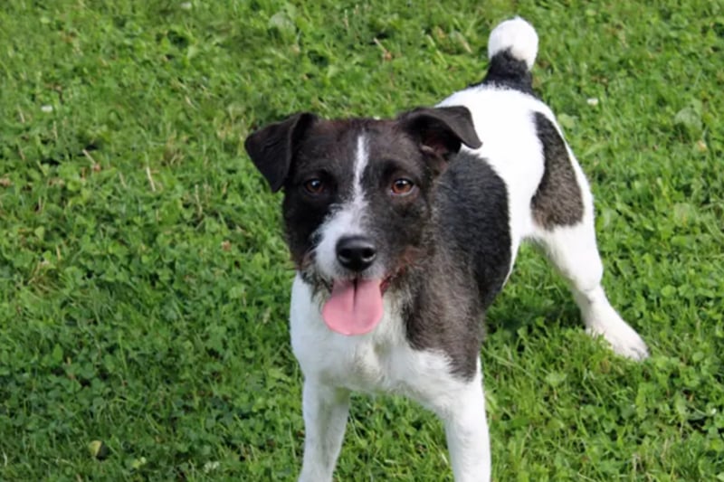 Denver is a Jack Russell Terrier who needs a home where any children are of high school age and she is the only pet. She's house trained and can be left for an hour or two, and would benefit from some training.