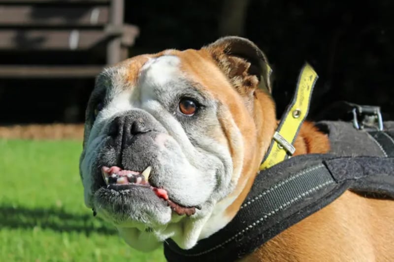 Rosie is a Bulldog, who can live with children of high school age but she'll need to be the only pet at home. She's house trained and can be left by herself for about four hours. Rosie can have adverse reactions to a lot of commercial dog foods and needs to be fed on raw or something like Nature Diet.