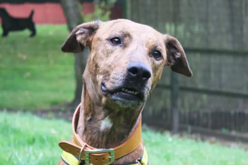 Opie is a Lurcher cross, who will need somebody at home for much of the time whilst he settles in. He can live with any children who are over the age of 12, but no pets.