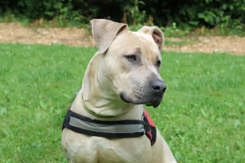 Simba is an American Bulldog cross, who is between one and two years old. Simba will need to be the only dog as he doesn't know how to behave around others, and can live with children of high school age. 