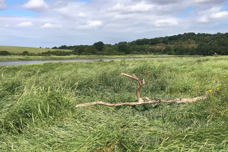 The first part of the walk cuts through the overgrown mud banks of the River Avon with its driftwood and old tree trunks.