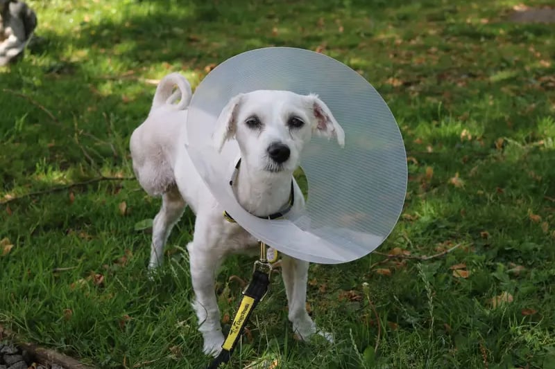 Mimmi is a bichon frise cross who is recovering from a recent operation on her leg. This lovely girl is looking for a home where she can be the only pet and get all the attention for herself!