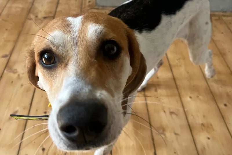 Belle is a two year old foxhound who is looking to be kept busy. She is a fun loving girl who is a total sweetheart that is happy socialising. 