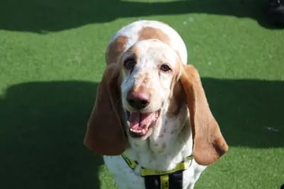 Hamish is a sweet boy who is looking to be rehomed with his friend Bessie with an experienced family. He enjoys his walks and keeping active, and will make the perfect addition to some hound loving humans. 