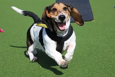 Bessie is a delightful Basset Hound looking to be rehomed with her friend Hamish. This dynamic duo are a barrel of laughs to be around and love to spend time together!