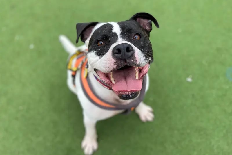 Rocky is an 8 year old (approximately) Staffie who loves nothing more than a cuddle and he is very sweet. Rocky finds it overwhelming to be around other dogs so for this reason needs to be the only pet in the home and with no neighbouring dogs.