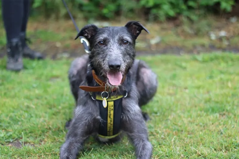Alfred is a lurcher-cross who's been in the care of Dogs Trust for a while - he's looking for an experienced adult only home with calm and a training minded family who can help him adjust to life in a home.