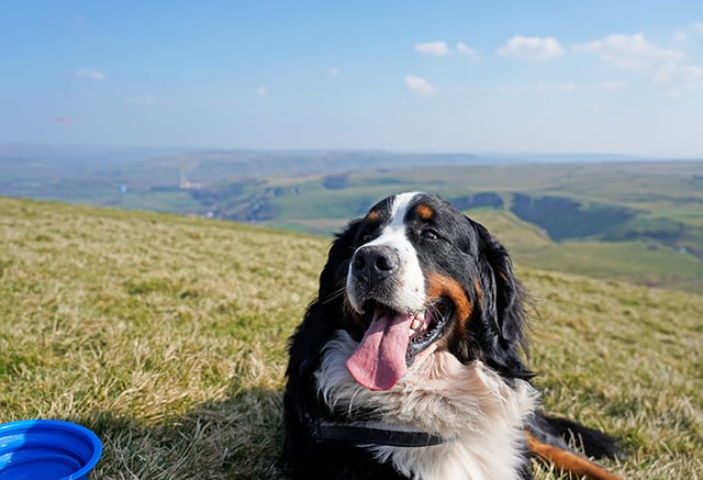 Another Peak District staple not far from Castleton, Mam Tor is one of the regions most iconic walking trails. It is excellent for a walking day out for the whole family and furry friends.