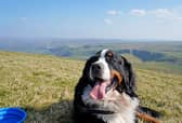 The Peak District has an abundance of dog-friendly attractions and activities to enjoy over the weekend.