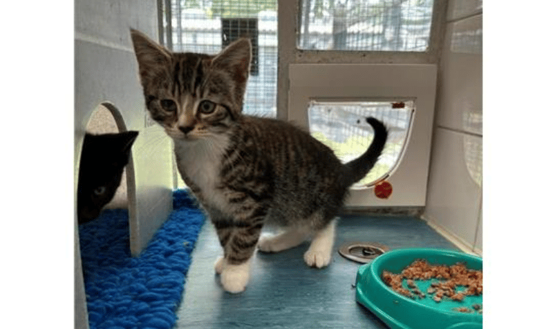 This kitten has so much love to give. She is playful and affectionate and will be perfect for anyone. She is a four months old Tabby and white kitten. 