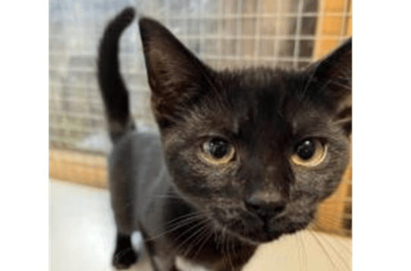 Blake is a friendly cheeky kitten who is playful and enjoys a fuss once he knows you. He is neutered, vaccinated and microchipped. He is four months old and is looking for a home. 