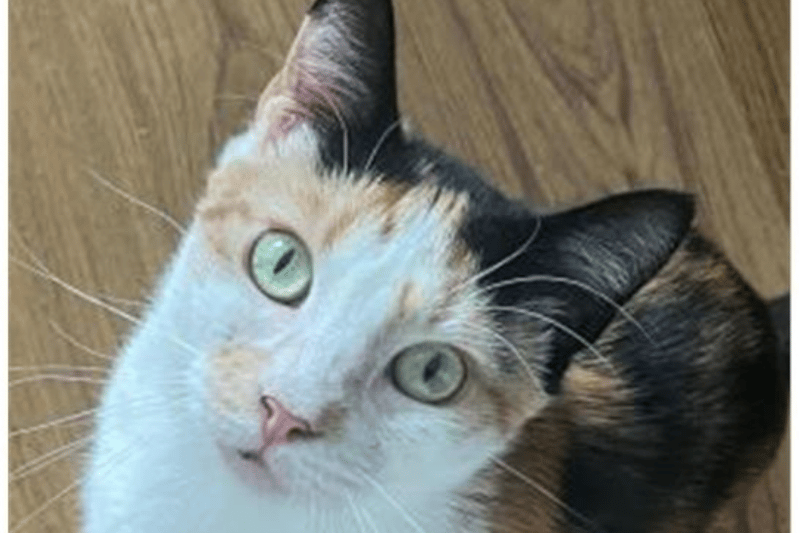 Calypso is very sweet natured and loving but she is easily stressed so best suited to home with older children and no other pets. She has had several litters and is now looking to have her forever home in peace and quiet. She is two-years-old. 