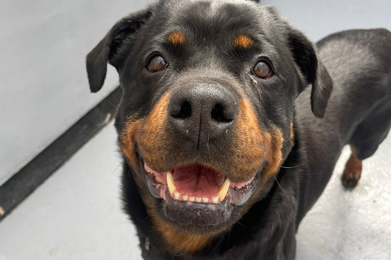 Lilo is a six-year-old Rottweiler, looking for a home with people who have some experience of the breed and are comfortable with their quirks. She loves a walk and could live with children over the age of 12.