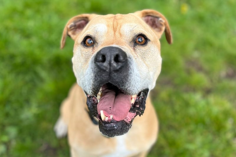 Sonny is an 11-year-old Mastiff cross, looking for a quiet home with a single person. Sonny can walk past dogs with no problem, however he doesn’t like them to be in his space so we wouldn’t be able to consider a home with another dog. He unfortunately cannot live with cats.