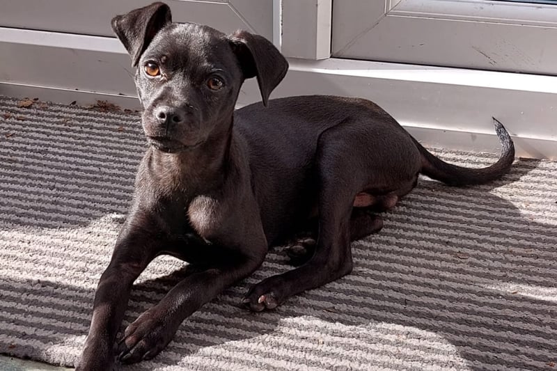 Pumpkin is a six-month-old Xoloitzcuintli, who needs an adult only home, with no other animals. He has started to learn the ways of the world, his confidence is growing every day and he’s now enjoying getting out and about on his daily walks.