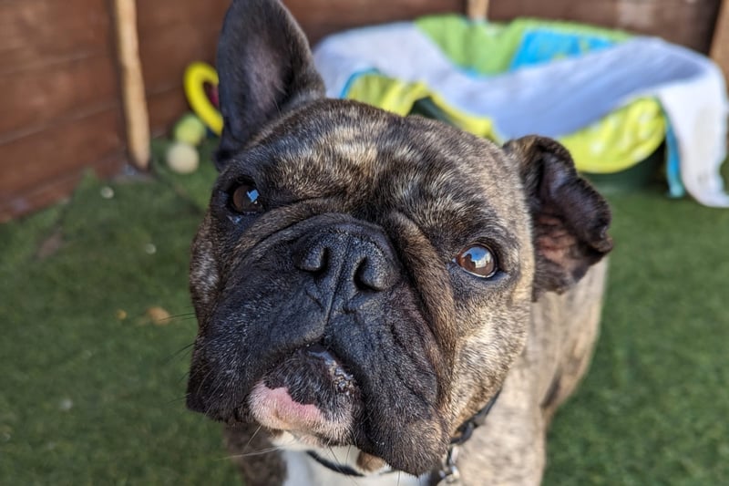 Shirley was sadly found as a stray, wandering the street of Liverpool until she was collected by the dog warden. She is a lovely five-year-old French Bulldog, ooking for a home with no other animals, and children over the age of 14. 