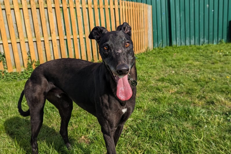 Ross is a four-year-old Greyhound looking for a cosy home to call his own. Due to his racing past, Ross does need to wear a muzzle for walks to protect small animals, and can’t live with them.
