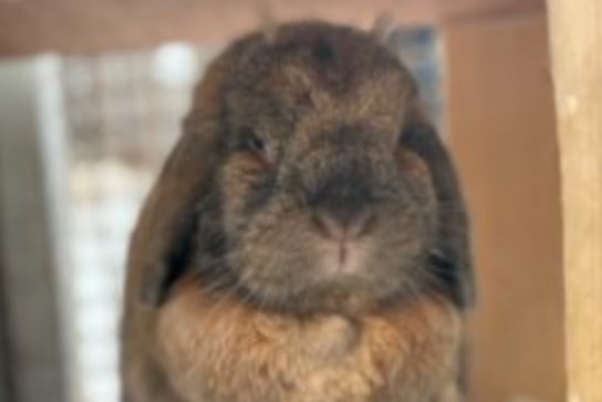 Loretta is a lovely Lop who was found abandoned outside a block of flats in a cardboard box. She has plenty of character and definitely knows what she wants, especially during morning cleans when she refuses to move. 