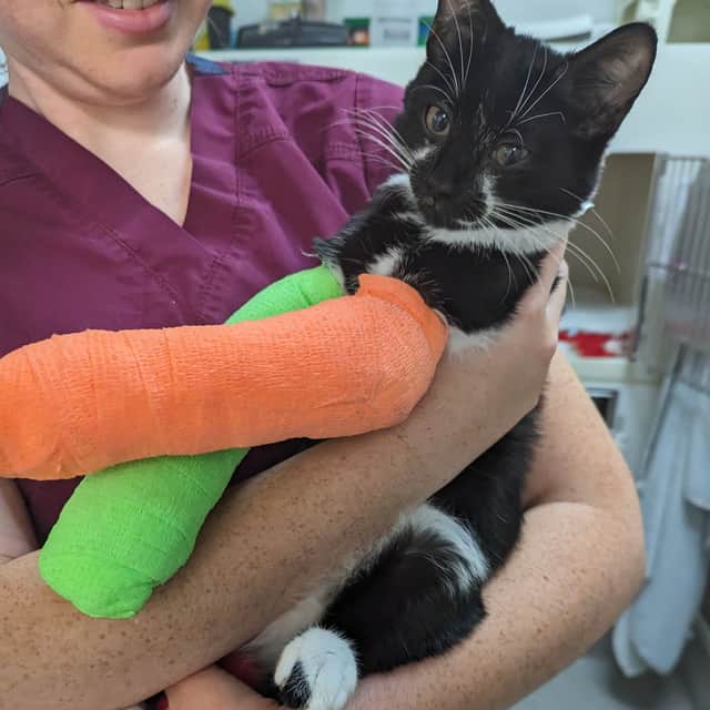 Forest the kitten was found with two broken legs amongst household refuse in Gleadless, Sheffield