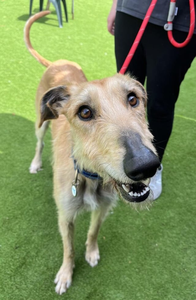 Otis the scruffy lurcher is around two-years-old and is so sweet. He would like a home with lots of company as he doesn’t like to be alone. He would love to live with a similar-sized female dog, he is in foster with three dogs and benefits from their companionship. He can be shy of new people but loves his cuddles. He is mainly housetrained but needs some patience while he settles. 
