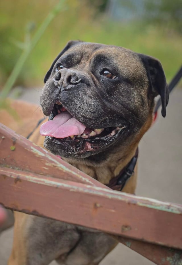 Seven-year-old bullmastiff Penny loves getting out for a good walk. She is super friendly with everyone she meets, but as her history is unknown, she cannot be homed with children aged under 10. She is housetrained, doesn’t chew, and is fine on her own for a few hours. She walks well on lead but will need a strong handler due to her large size. She is good with dogs and could live with a neutered male. Photo: Helping Yorkshire Poundies