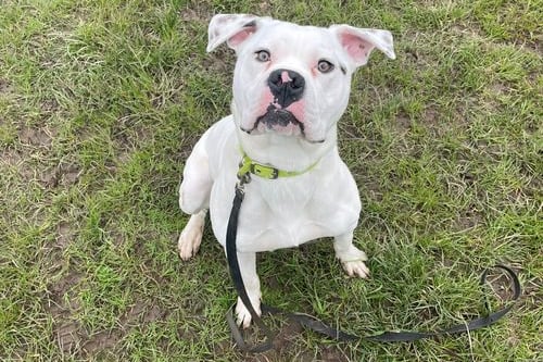 This is a 1-year-old American Bulldog. This lively lad is a fun-loving, energetic boy who loves to explore and play, especially with other high-energy dogs. Hoth is looking for an experienced dog owner who can continue Hoth’s training as he would strongly benefit with a little more socializing to help him feel more comfortable around strangers. He can sometimes be wary of new people entering the home, so further this would greatly benefit him. Hoth also does have food aggressive at times.