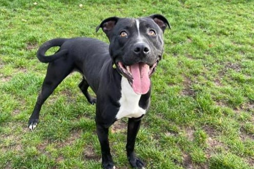 This good boy is a Staffordshire Bull Terrier. a very lovely, gorgeous looking boy, that is looking for an active, breed experienced home. He loves people but unfortunately he is not sociable with other dogs, so his new family would be able to deal with this and be prepared to work on this behavior.