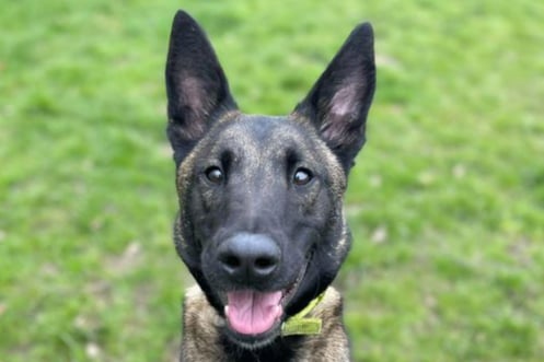 Maple is a 1year 1month old Malinois dog. looking for owners who have experience with the breed due to her needs. She is extremely clever and has already learnt plenty of tricks already such as sit, stay, give paw and lie down, all for a treat of course!