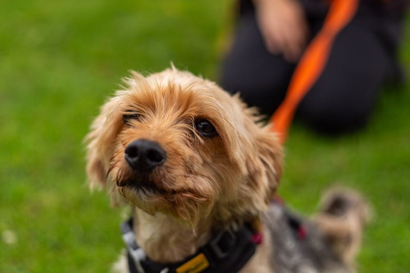 Pippa is a 5-year-old Yorkie X Maltese