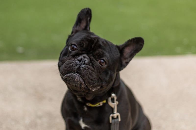 Chestnut is  a 3 year old French Bulldog