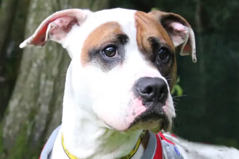 Chunk is an American Bulldog, who will need to be the only pet in the home and any children he is likely to be around will need to be over the age of 12.