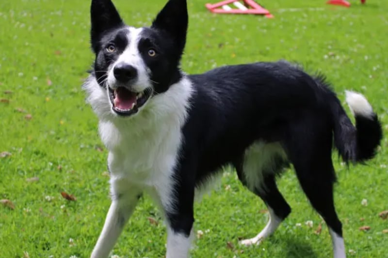 Louie is a Border Collie, who is typical of his breed and in need of an active family who can provide him with all the mental and physical stimulation he needs. He would prefer it however if adventure spots were closer to home rather than any distance away as he can get a little car sick. 