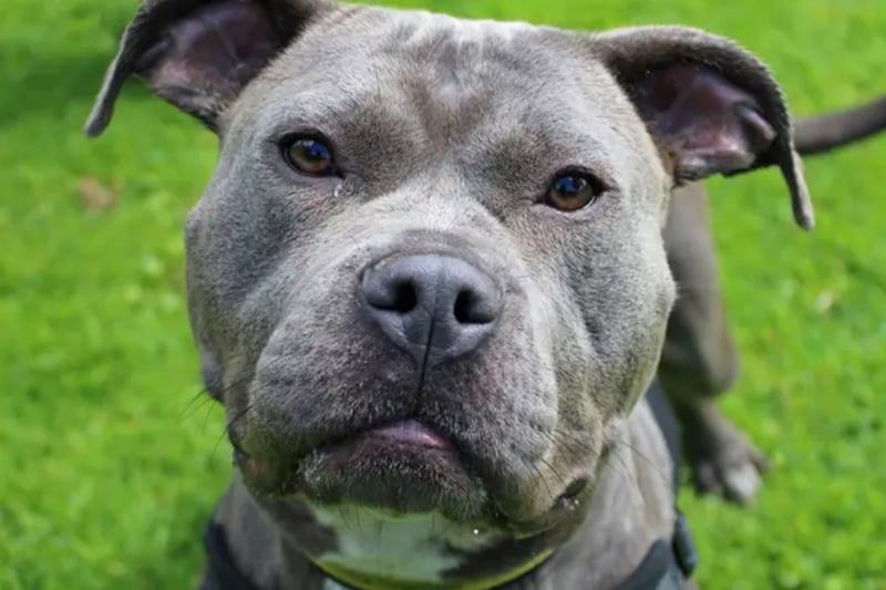 Luna is a Staffordshire Bull Terrier, looking for a home free from cats and where any children are over the age of 12 and confident as she is known to jump up at times. 