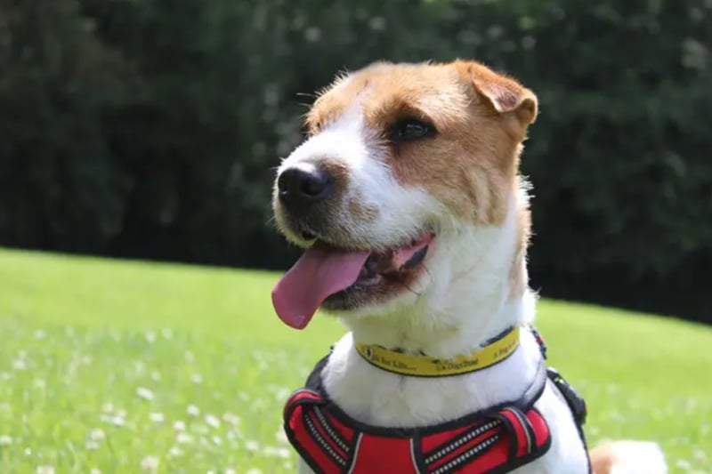 Tucker is a lovely Jack Russell Terrier, who needs a home where he is the only pet and any children in the home are over the age of 14. He is housetrained and can be left a few hours. Tucker is deaf and very wary of people who have faces obscured by masks, hats, hoods, etc.