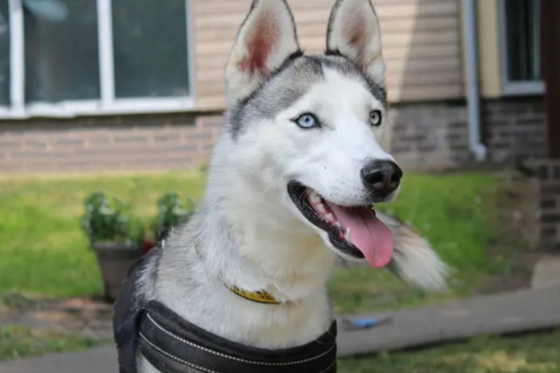 Willow is a Siberian Husky, could live with another dog and children over the age of 10, but no cats or small furry friends as she will chase! She is house trained and could be left once settled for around three to four hours.