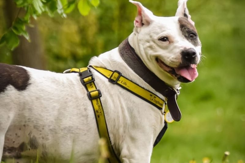Ruby is an 8 year old Staffordshire Bull Terrier.