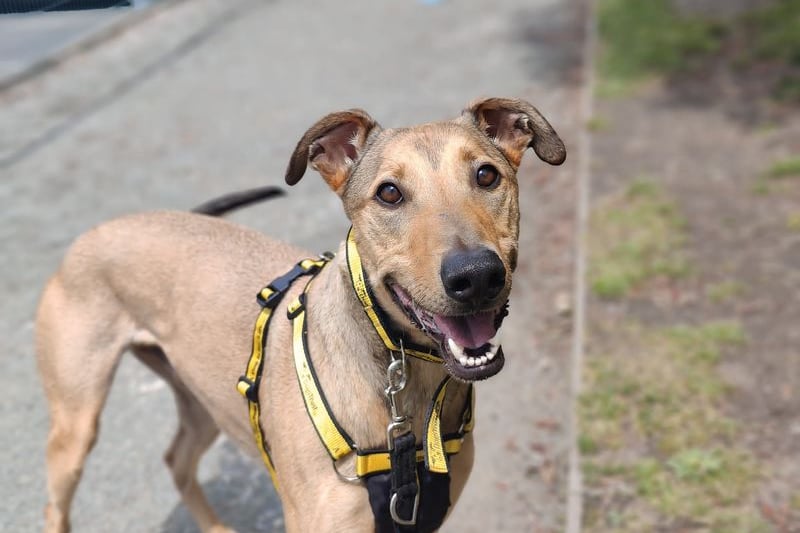 Larry is a 3 year old lurcher.