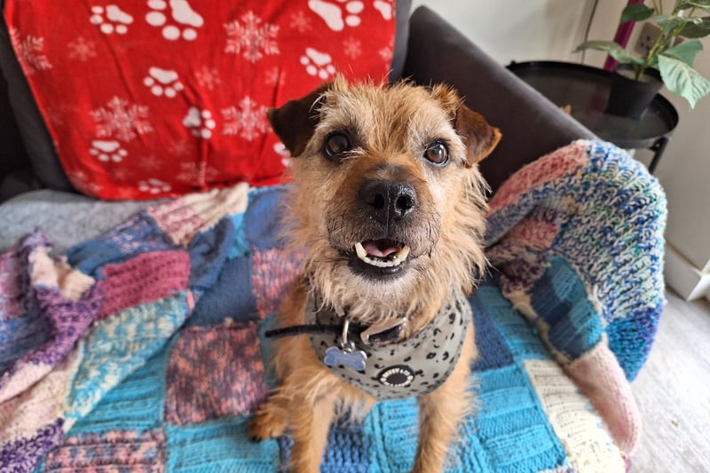 Charlie is an approximately five-year-old excitable Border Terrier. Unfortunately, nothing is known about his past, but he is looking for a family who can spoil him rotten with love and attention. Photo by RSPCA 
