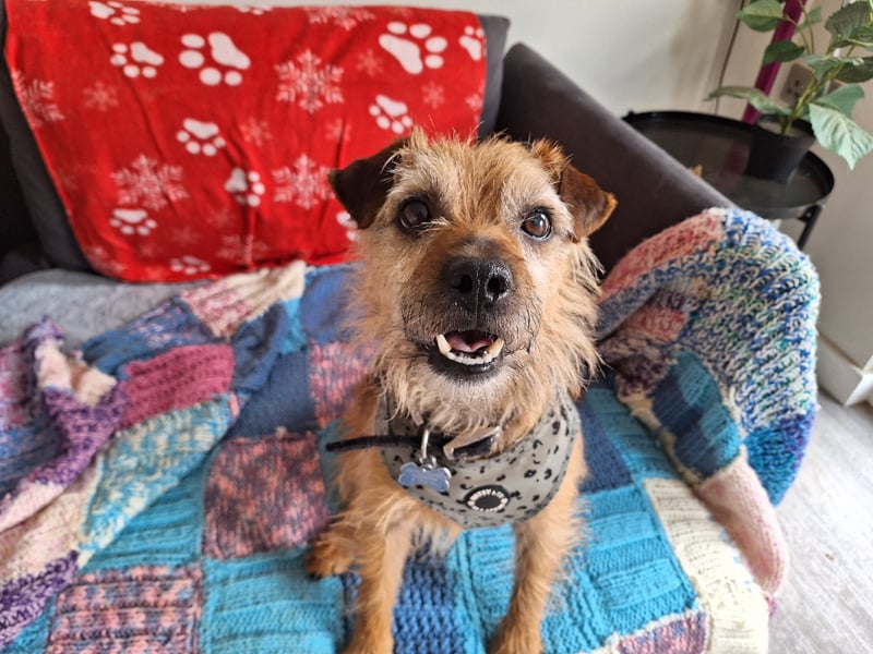Charlie is an approximately five-year-old excitable Border Terrier. Unfortunately, nothing is known about his past, but he is looking for a family who can spoil him rotten with love and attention. Photo by RSPCA