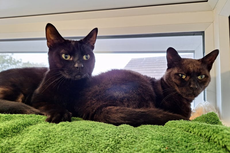 Three-year-old Domestic Short Hairs Coco and Gypsy are very affectionate and would make a fun pair for a family. The loving pair would be happy to live with cat-savvy kids would understand when they need their own space. Photo by RSPCA